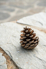 Pine cone on textured stone brown natural