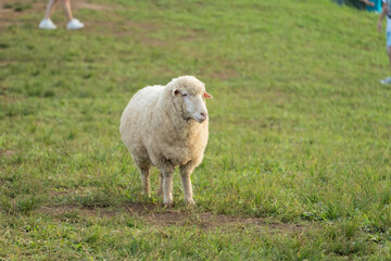 A Soft-Furred Sheep Standing on Green Grass in a Field with a Blurred Background of People and Nature in a Peaceful Rural Setting