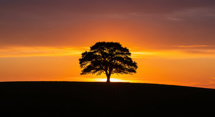 Silhouette tree sunset horizon