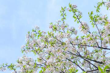 Fresh White Cherry Blossoms in Clean Light