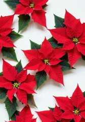 Vibrant Red Poinsettia Flowers Arranged Beautifully Over a White Background