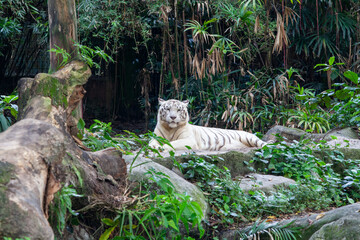 White Tiger Majestic Portrait in Natural Habitat