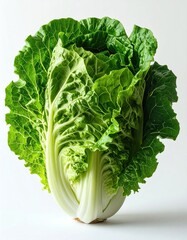 Crisp head of napa cabbage displays lush green leaves and tightly packed, ivory-colored base against stark white