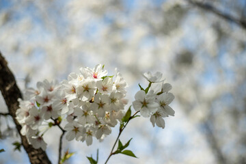 Wuhan White Cherry Blossoms Spring Garden