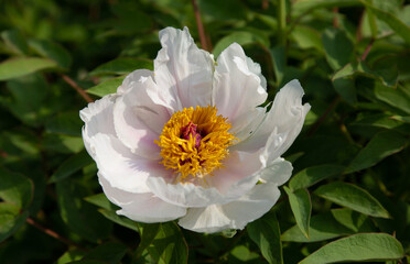 Honeybee Pollinating Flower In Warm Sunshine