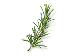 Obraz premium Fresh rosemary herb sprig isolated on white background