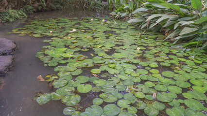 Water lilies in the pond. Delicate white and purple flowers, green leaves on the surface of the water. Tropical vegetation on the shore of the reservoir. A fragment of a concrete footpath. China. 