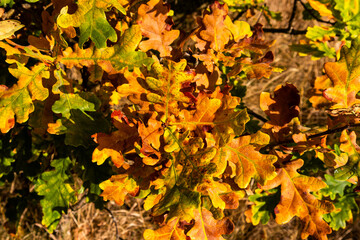 Colorful oak leaves in autumn sunlight
