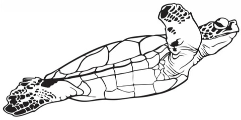 Black Sea Turtle Outline.eps