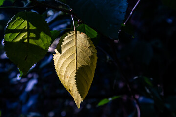 Close up of a single yellow autumn leaf lit by sunlight, surrounded by darker green leaves in shadow