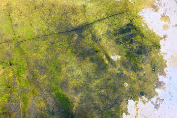 grunge wall with moss