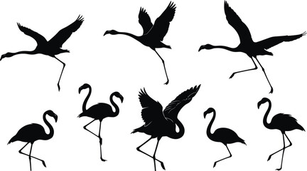 Flamingo silhouette, bird poses, flying flamingos, standing flamingo, elegant bird, tropical wildlife, black silhouette, animal movement, nature illustration, graceful posture