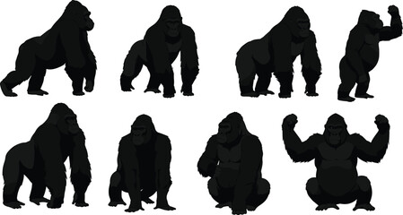Naklejka premium Realistic gorilla poses set, various strong muscular gorilla illustrations in standing, walking, sitting, and aggressive positions, isolated vector graphics