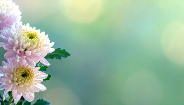 The beauty of Chrysanthemum flowers