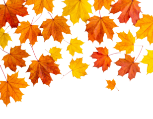 An isolated, golden maple leaf falls from a tree, a symbol of the autumnal season's colorful change