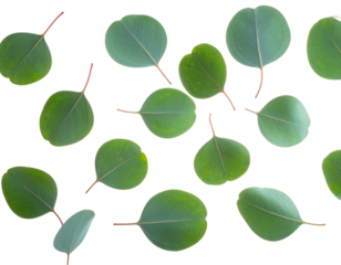 Green seamless pattern of leaves, a beautiful vector illustration for a natural design