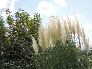 秋晴れのシロガネヨシ（白銀葭