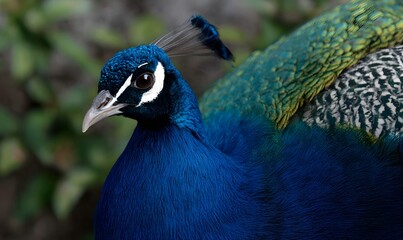 A close-up of a beautiful peacock, showing all it's beautiful colors in vibrant dynamic colors and lighting