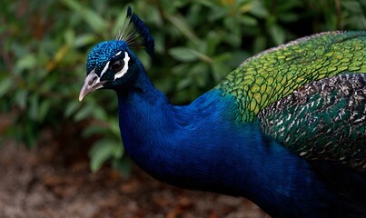 Fototapeta premium A close-up of a beautiful peacock, showing all it's beautiful colors in vibrant dynamic colors and lighting