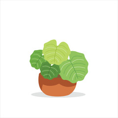 Peperomia Decorative Plant on a Pot Colored Flat Illustration