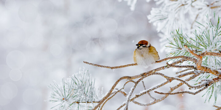 Sparrow bird sits on Frosty pine Branches in Winter Scene, close up one vibrant cute sparrow in snowy landscape. White Soft bokeh banner, serene and beautiful winter wildlife moment