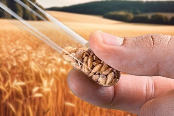 Wheat grains in human hands of farmer