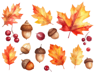 Watercolor Autumn Decorative Elements Collection, Leaves and Acorns, Isolated PNG