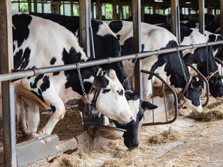 白黒模様の乳牛。牛舎で牧草を食べてるウシたち。