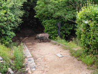 山道を歩いている野生の猪。