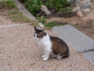 公園を歩いている野生の野良猫。