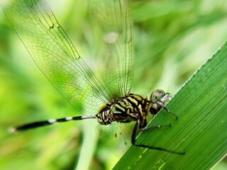dragonfly on a leaf
