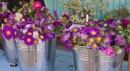 Bright asters bouquets in shiny metal buckets, symbol of floral decor and seasonal gardening