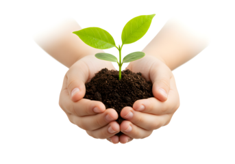 Hands gently holding a young plant sprout growing in rich soil, symbolizing new life and growth