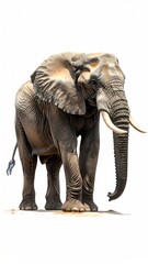 Obraz premium A full-bodied shot of a wild elephant, gray skin, large ears, and impressive tusks. It stands against a stark white background