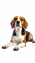 A beagle dog with brown, black, and white fur lies down against a seamless white backdrop, looking directly at the viewer