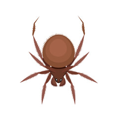 Spider. isolated on a white background. Vector illustration of an insect.