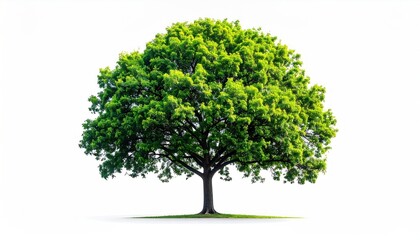 A lush, full tree with vibrant green leaves and a dark trunk stands alone against a bright, stark white background, casting a gentle shadow