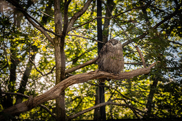 Animals at Asahiyama Zoo in Hokkaido, Japan