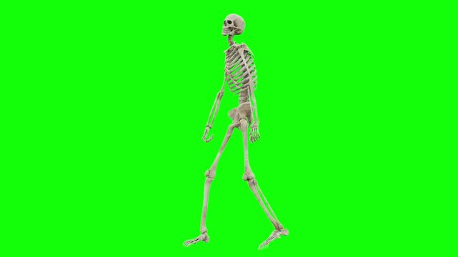 skeleton dancing 3d loop animation green screen | 4k 60FPS