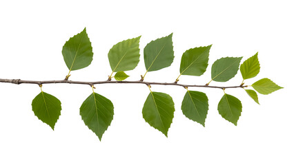 Fototapeta premium Isolated birch branch with green leaves on white background stock photo