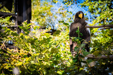 Condor at Asahiyama Zoo in Hokkaido, Japan