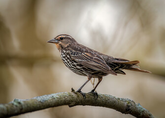 Female Red-winged Blackbird (Agelaius phoeniceus) Perched on Branch in Early Spring