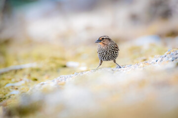 Female Red-winged Blackbird (Agelaius phoeniceus) Standing on Ground in Natural Habitat