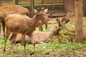 A group of deer in a natural enclosure at the zoo enjoys feeding time surrounded by green grass as their food.