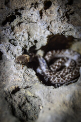 snake 