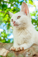 White Cat Resting on Tree Branch in Natural Outdoor Light
