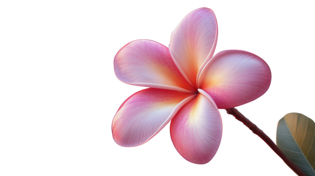exquisite, full bloom, delicate plumeria flower, a symbol of beauty and grace.  Each petal radiates a soft glow,  celebrating the floral elegance. Isolated On Transparent and White Background