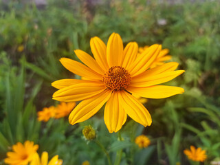 summer flower shot - close-up