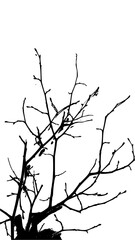 Striking silhouette of bare tree branches reaching skyward, evoking winter's stark beauty and natural artistry for impactful design projects.