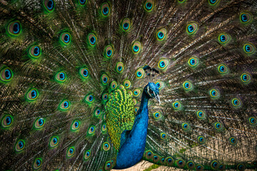 Fototapeta premium Vibrant Peacock Showing Iridescent Plumage